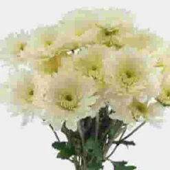 Cushion Pompon White Flowers