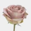 Rose Amnesia 40 Cm. -Flower Plants Sales 2024 06074B Rose Amnesia 40 cm