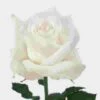 Rose Akito 50 Cm. 1 Rose Akito 50 Cm. -Flower Plants Sales 2024 06077A Rose Akito 50 cm