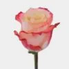 Rose Cabaret 40 Cm. -Flower Plants Sales 2024 06087A Rose Cabaret 40 cm