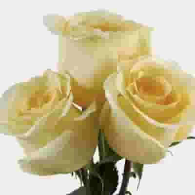 Rose Creme De La Creme 40 Cm. 4 Rose Creme De La Creme 40 Cm. - Image 2