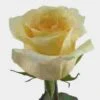 Rose Creme De La Creme 50 Cm. 1 Rose Creme De La Creme 50 Cm. -Flower Plants Sales 2024 06093D Rose Creme De La Creme 50 cm