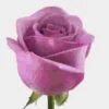 Rose Cool Water 40 Cm. -Flower Plants Sales 2024 06097D Rose Cool Water 40 cm