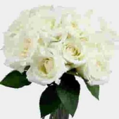 Rose Eskimo 40 Cm. -Flower Plants Sales 2024 06109F Rose Eskimo 40 cm