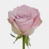 Rose Faith 50 Cm. 2 Rose Faith 50 Cm. -Flower Plants Sales 2024 06114B Rose Faith 50 cm