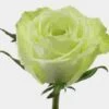 Rose Green 50 Cm. -Flower Plants Sales 2024 06121D Rose Green 50 cm