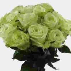 Rose Green Tea 50 Cm. -Flower Plants Sales 2024 06123F Rose Green Tea 50 cm