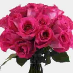 Rose Hot Pink 50 Cm. -Flower Plants Sales 2024 06127F Rose Hot Pink 50 cm
