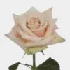 Rose Sahara 50 Cm. -Flower Plants Sales 2024 06129A Rose Sahara 50 cm