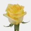 Rose Hummer 50 Cm. -Flower Plants Sales 2024 06132B Rose Hummer 50 cm