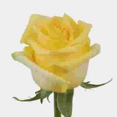 Rose Hummer 50 Cm. 3 Rose Hummer 50 Cm.