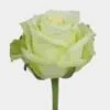 Rose Jade 50 Cm. -Flower Plants Sales 2024 06134C Rose Jade 50 cm
