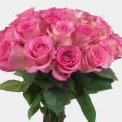 Rose Light Pink 40 Cm. -Flower Plants Sales 2024 06141F Rose Light Pink 40 cm