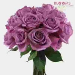 Rose Lavender 50 Cm. -Flower Plants Sales 2024 06144C Rose Lavender 50 cm
