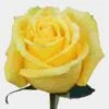 Rose Mohana 50 Cm. 2 Rose Mohana 50 Cm. -Flower Plants Sales 2024 06150A Rose Mohana 50 cm