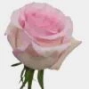 Rose Nena 50 Cm. -Flower Plants Sales 2024 06152D Rose Nena 50 cm