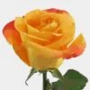Rose Orange 50 Cm. -Flower Plants Sales 2024 06156D Rose Orange 50 cm