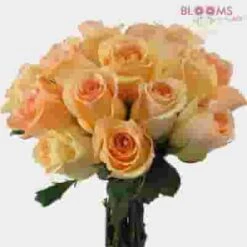 Rose Peach 50 Cm. -Flower Plants Sales 2024 06162C Rose Peach 50 cm