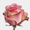 Rose Paloma Bd 40 Cm 2 Rose Paloma Bd 40 Cm -Flower Plants Sales 2024 06165C Rose Paloma Bd 40 cm