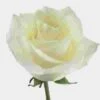 Rose Polar Star 40 Cm. -Flower Plants Sales 2024 06169D Rose Polar Star 40 cm