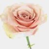 Rose Quicksand 50 Cm. Bulk 1 Rose Quicksand 50 Cm. Bulk -Flower Plants Sales 2024 06171D Rose Quicksand 50 cm Bulk