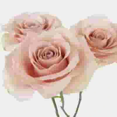 Rose Quicksand 50 Cm. Bulk 4 Rose Quicksand 50 Cm. Bulk - Image 2