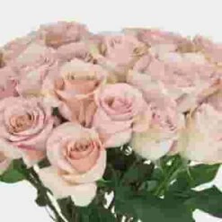 Rose Quicksand 50 Cm. Bulk 7 Rose Quicksand 50 Cm. Bulk -Flower Plants Sales 2024 06171F Rose Quicksand 50 cm Bulk