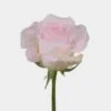 Rose Sweet Akito 50 Cm. -Flower Plants Sales 2024 06175B Rose Sweet Akito 50 cm