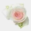 Rose Senorita 50 Cm. -Flower Plants Sales 2024 06177B Rose Senorita 50 cm