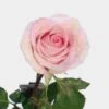 Rose Sophie 50 Cm. -Flower Plants Sales 2024 06178A Rose Sophie 50 cm