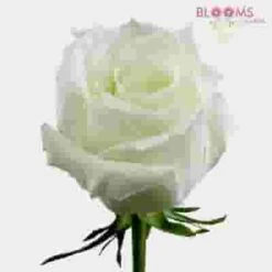 Rose White 50 Cm.