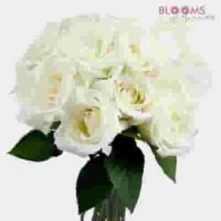 Rose White 50 Cm. -Flower Plants Sales 2024 06200C Rose White 50 cm