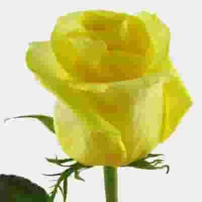 Rose Yellow 50 Cm. 2 Rose Yellow 50 Cm.