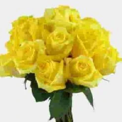 Rose Yellow 50 Cm. 6 Rose Yellow 50 Cm. -Flower Plants Sales 2024 06202F Rose Yellow 50 cm