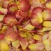 Chihuly Yellow / Red Blend Rose Petals (30 Cups) -Flower Plants Sales 2024 06212A Chihuly Fd Rose Petals 30 Cups