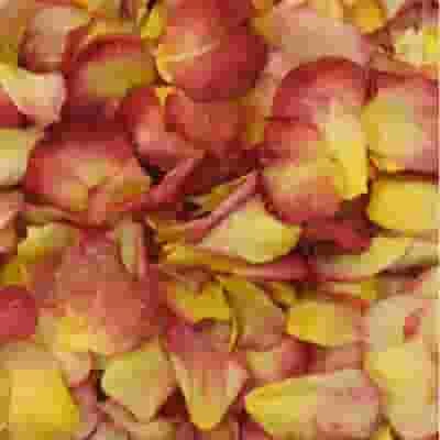 Chihuly Yellow / Red Blend Rose Petals (30 Cups) 3 Chihuly Yellow / Red Blend Rose Petals (30 Cups)