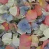 Spring Fling Fd Rose & Hydrangea Petals (30 Cups) -Flower Plants Sales 2024 06235A Spring Fling Fd Rose Hydrangea Petals 30 Cups