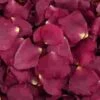 Fame Burgundy / Pink Rose Petals (30 Cups) -Flower Plants Sales 2024 06243A Fame Burgundly Pink Rose Petals 30 Cups