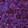 Deep Purple FD Lilac Petals (30 Cups) 2 Deep Purple FD Lilac Petals (30 Cups) -Flower Plants Sales 2024 06262A Deep Purple Fd Lilac Petals 30 Cups
