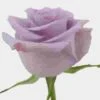 Rose Ocean Song Lavender 40 Cm -Flower Plants Sales 2024 06319C Rose Ocean Song 40 Cm