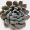 Elegance Large Succulents 12cm -Flower Plants Sales 2024 06373A Echeveria Elegance 12cm