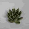 Miranda Large Succulents 12cm
