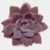 Neurenberg Small Succulents 5cm -Flower Plants Sales 2024 06378A Neurenberg Small Succulents 5cm