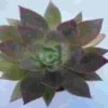 Paris Palace Large Succulents 15cm -Flower Plants Sales 2024 06381A Paris Palace Large Succulents 15cm
