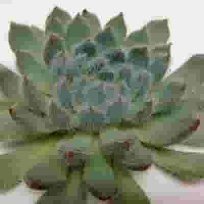 Rundelli Small Succulents 5cm 3 Rundelli Small Succulents 5cm