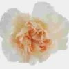 Peach Fancy Carnation Flowers -Flower Plants Sales 2024 06387D Carnations Peach Fancy