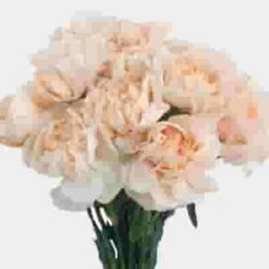 Peach Fancy Carnation Flowers -Flower Plants Sales 2024 06387F Carnations Peach Fancy