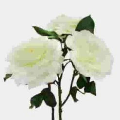 Garden Rose Alabaster White -Flower Plants Sales 2024 06396G Garden Rose Alabaster White