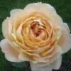 Garden Rose Caramel Antike Cream 1 Garden Rose Caramel Antike Cream -Flower Plants Sales 2024 06397C Garden Rose Caramel Antike Cream
