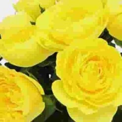 Garden Rose Lemon Pompom Yellow -Flower Plants Sales 2024 06399F Garden Rose Lemon Pompom Yellow